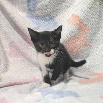 Domestic Short Hair Cats Available for Adoption - Felix | PetCurious