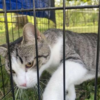 Rescue Domestic Short Hair Cats for Adoption in Castle Shann, Pennsylvania - Minow | PetCurious