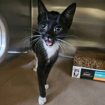 Lady Bug -  Domestic Short Hair Cat for Adoption in Lake Panasoffkee, Florida - Lady Bug | PetCurious