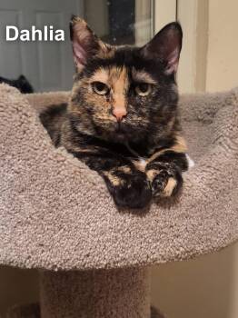Domestic Short Hair Cats Available for Adoption - Dahlia | PetCurious
