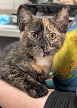 MOXIE MEOW -  Domestic Short Hair Cat for Adoption in Canfield, Ohio - MOXIE MEOW | PetCurious