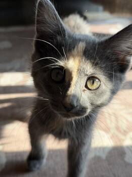 FIRECRACKER -  Domestic Medium Hair Cat for Adoption in Broomfield, Colorado - FIRECRACKER | PetCurious