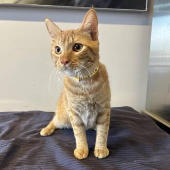 Garfield -  Domestic Short Hair Cat for Adoption in San Gabriel, California - Garfield | PetCurious