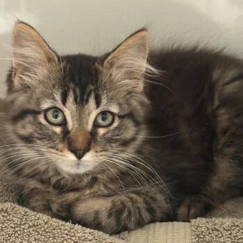 Patrick -  Domestic Medium Hair Cat for Adoption in East Hanover, New Jersey - Patrick | PetCurious