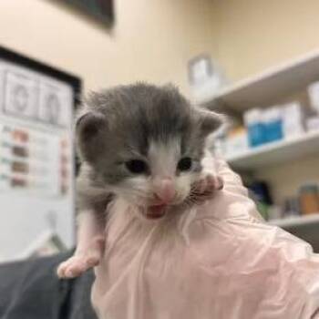 Cassidy -  Domestic Short Hair Cat for Adoption in Lynchburg, Virginia - Cassidy | PetCurious