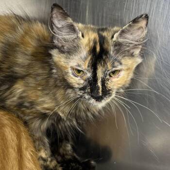 Charlotte -  Domestic Short Hair Cat for Adoption in Palm Springs, California - Charlotte | PetCurious