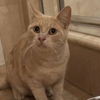 Rescue American Shorthair Cats for Adoption in Los Angeles, California - Cheddar | PetCurious