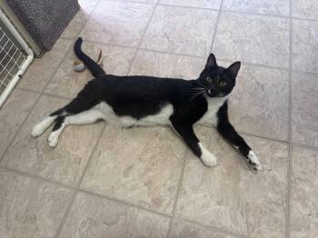 Rescue Domestic Short Hair Cats for Adoption in Calgary, Alberta - Butler | PetCurious