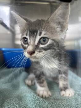 SAIL -  Domestic Short Hair Cat for Adoption in Pearland, Texas - SAIL | PetCurious