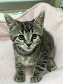 Rescue Tabby Cats for Adoption in Parlier, California - Clementine | PetCurious