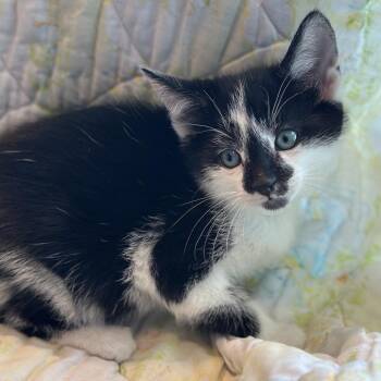 Domestic Short Hair Cats Available for Adoption in Matteson, Illinois - Jinbe | PetCurious