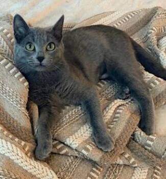 Bluebell -  Domestic Short Hair Cat Available for Adoption in San Francisco, California - Bluebell | PetCurious
