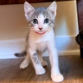 Canyon Spirit Oh So Precious -  Tabby and Domestic Short Hair Cat for Adoption in Friendswood, Texas - Canyon Spirit Oh So Precious | PetCurious