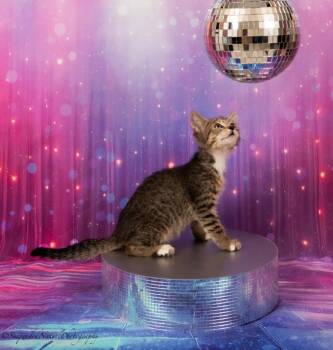 Rio -  Domestic Short Hair Cat for Adoption in San Jacinto, California - Rio | PetCurious