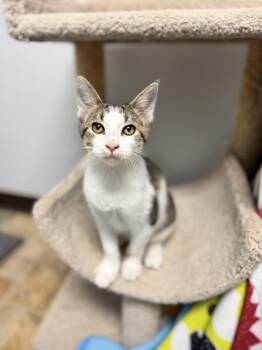 Relish -  Domestic Short Hair Cat for Adoption in Mineral Point, Wisconsin - Relish | PetCurious