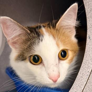 Domestic Short Hair Cats Available for Adoption - Calli | PetCurious
