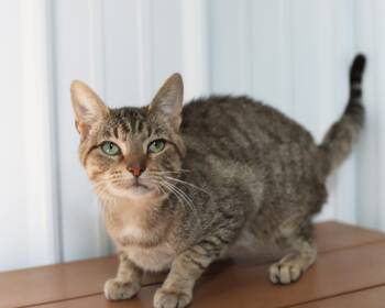 Rescue Domestic Short Hair Cats for Adoption in Lancaster, Ohio - Zephyr | PetCurious