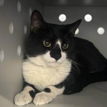 Domestic Short Hair Cats Available for Adoption - Lego | PetCurious