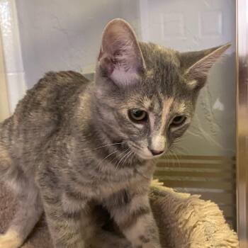 Sasha -  Domestic Short Hair Cat for Adoption in Prescott, Arizona - Sasha | PetCurious