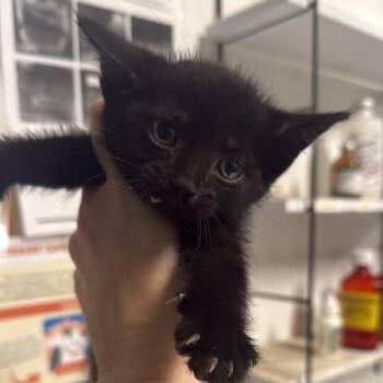 Brother Boniface -  Domestic Short Hair Cat for Adoption in Fredericksburg, Virginia - Brother Boniface | PetCurious