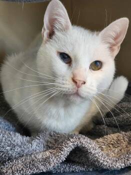 Rescue Domestic Short Hair Cats for Adoption in Sterling, Virginia - Zeppole | PetCurious