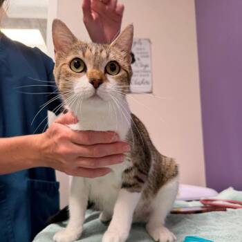 Lilibeth -  Domestic Short Hair Cat for Adoption in Englewood, Florida - Lilibeth | PetCurious