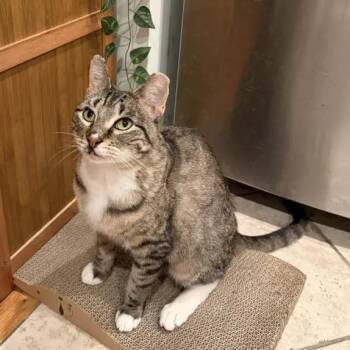 Rescue American Shorthair Cats for Adoption in Weehawken Township, New Jersey - Pixie | PetCurious