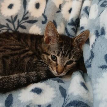 Paisley -  Domestic Short Hair Cat for Adoption in Fairport, New York - Paisley | PetCurious