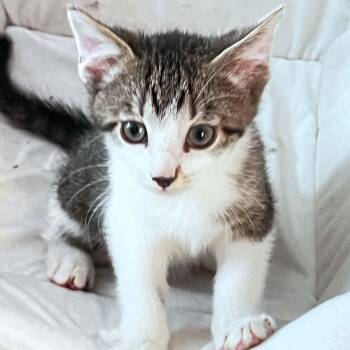 Sausage -  American Shorthair Cat for Adoption in Bethel, Connecticut - Sausage | PetCurious