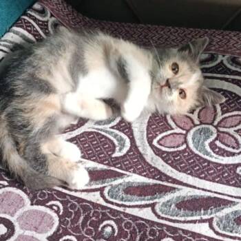 Rescue Persian and Himalayan Cats for Adoption in Brampton, Ontario - Viola | PetCurious