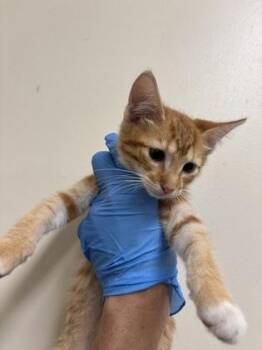 Arugula -  Domestic Short Hair Cat for Adoption in Honolulu, Hawaii - Arugula | PetCurious
