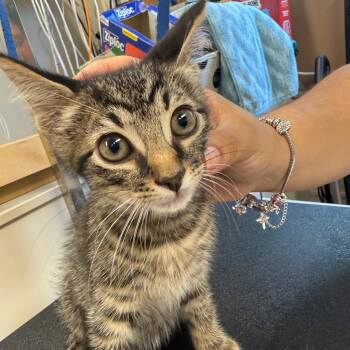 Michael Meowers -  Domestic Short Hair Cat for Adoption in Lake Panasoffkee, Florida - Michael Meowers | PetCurious