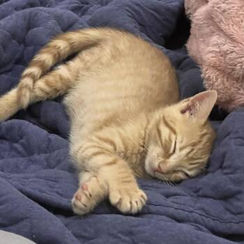 Domestic Short Hair Cats Available for Adoption in Bentonville, Arkansas - Milton | PetCurious