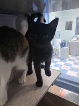 Bun-Bun -  Domestic Short Hair Cat for Adoption in Berryville, Virginia - Bun-Bun | PetCurious