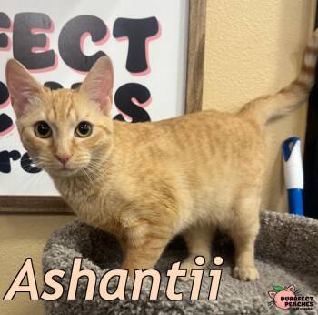 Domestic Short Hair Cats Available for Adoption in Douglasville, Georgia - Ashantii | PetCurious