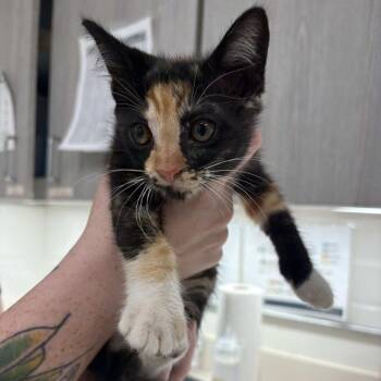 Twilight Sparkle -  Domestic Short Hair Cat for Adoption in Beaumont, Texas - Twilight Sparkle | PetCurious