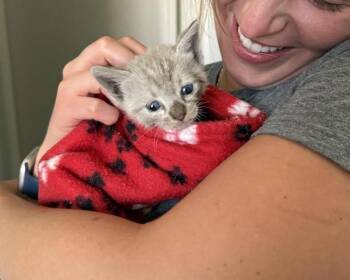 Siamese and Domestic Short Hair Cats Available for Adoption in Chandler, Arizona - Dust Bunny | PetCurious