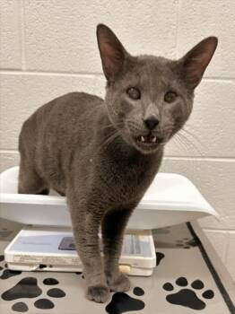 BART -  Domestic Short Hair Cat for Adoption in Derwood, Maryland - BART | PetCurious