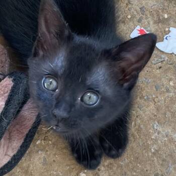 Sasha -  Domestic Short Hair Cat for Adoption in Huntsville, Alabama - Sasha | PetCurious