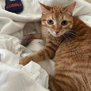 Rescue Domestic Short Hair and Tabby Cats for Adoption in Lazy Lake, Florida - Roxie | PetCurious