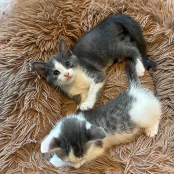 Tiny Diamond -  Domestic Short Hair Cat for Adoption in Mebane, North Carolina - Tiny Diamond | PetCurious