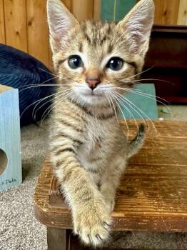 Twinkle -  Domestic Short Hair Cat for Adoption in Battle Creek, Michigan - Twinkle | PetCurious