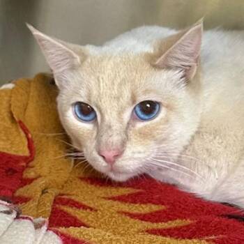 Mustard -  Domestic Short Hair Cat for Adoption in Walnut Creek, California - Mustard | PetCurious