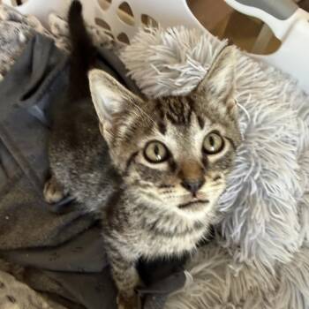 Orleans -  Domestic Short Hair Cat for Adoption in NEW PT RICHEY, Florida - Orleans | PetCurious