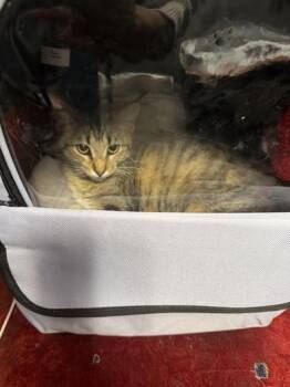 Pancake -  Domestic Short Hair Cat for Adoption in Liverpool, Texas - Pancake | PetCurious