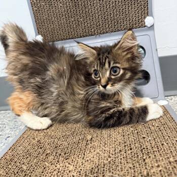 Frittata -  Domestic Long Hair Cat for Adoption in Bethel, Connecticut - Frittata | PetCurious
