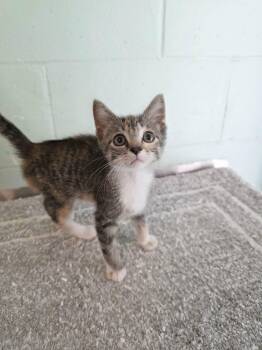 Gladys -  Domestic Short Hair Cat for Adoption in Umatilla, Florida - Gladys | PetCurious