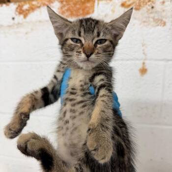 Gretel -  Domestic Short Hair Cat for Adoption in Edinburg, Texas - Gretel | PetCurious