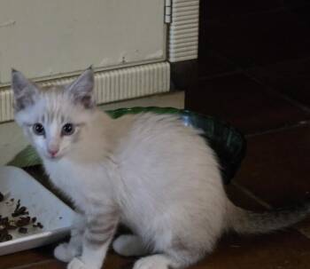 Domestic Medium Hair Cats Available for Adoption in Fort Collins, Colorado - Tippy | PetCurious