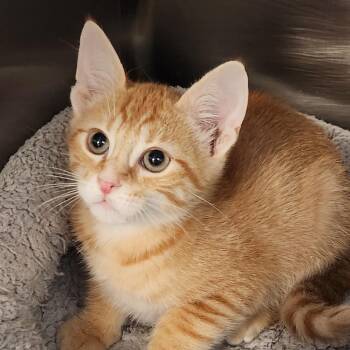 Porthos K46305 -  Domestic Short Hair Cat for Adoption in Corsicana, Texas - Porthos K46305 | PetCurious